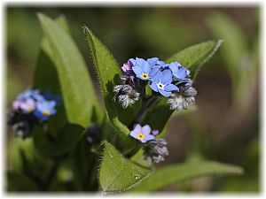 Myosotis palustris