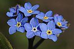 Myosotis alpestris