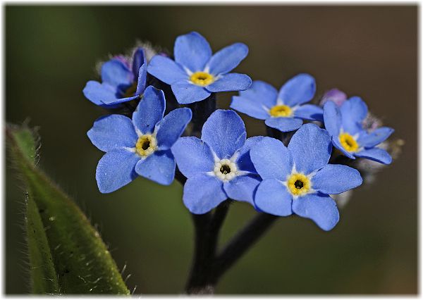 Myosotis palustris