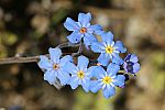 Myosotis cadmaea