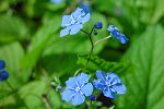 Omphalodes verna