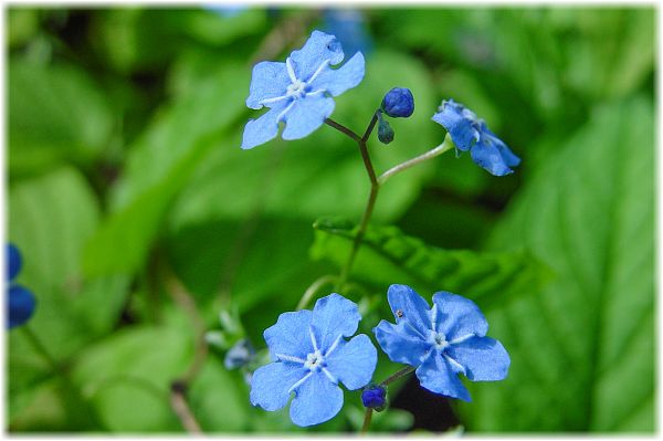 Omphalodes verna