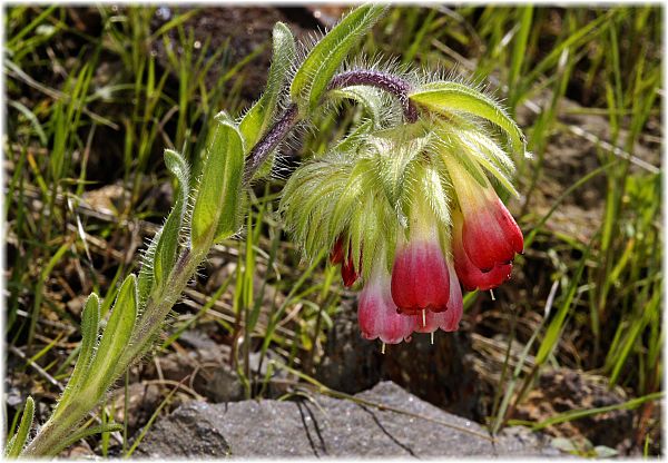 Onosma alboroseum