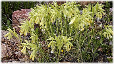 Onosma araraticum