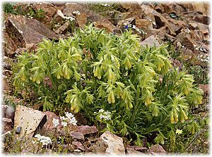 Onosma araraticum