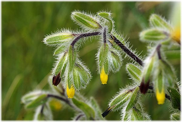 Onosma graecum