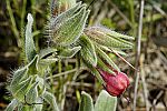 Onosma rutilum