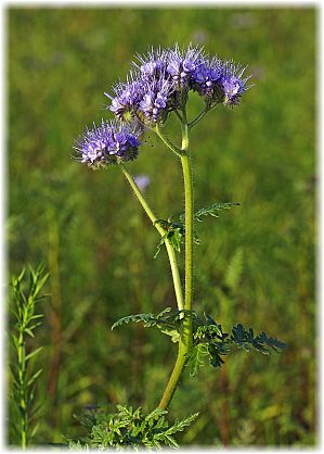 Phacelia tanacetifolia