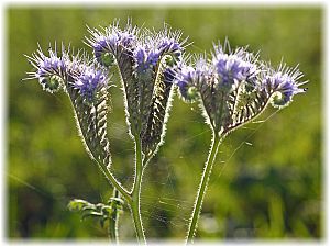 Phacelia tanacetifolia