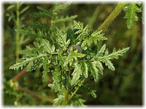 Phacelia tanacetifolia