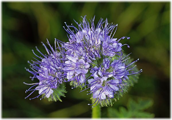 Phacelia tanacetifolia