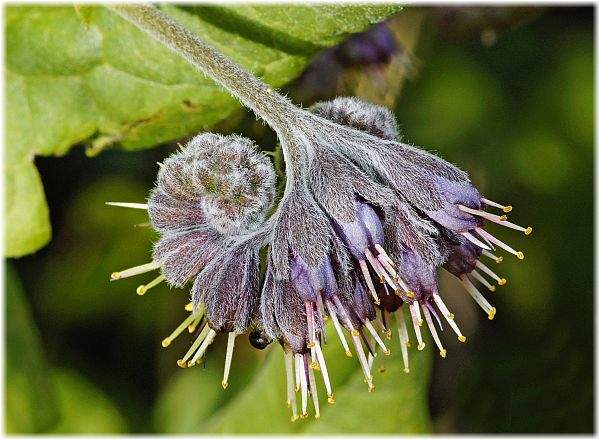 Solenanthus circinatus