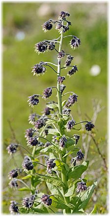 Solenanthus circinatus