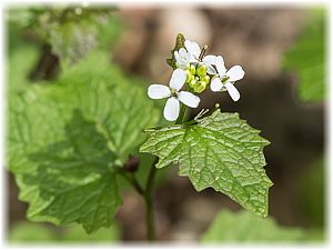 Alliaria petiolata