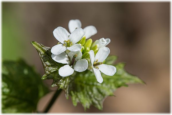 Alliaria petiolata