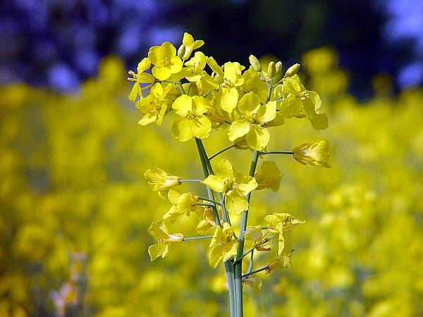 Brassica napus