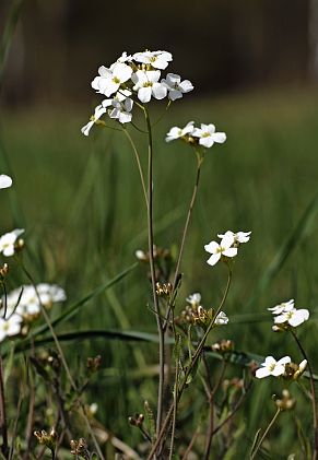 Cardamine pratensis