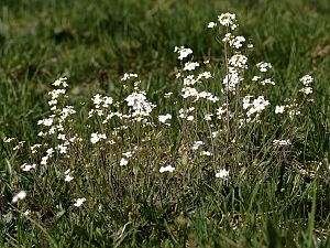 Cardamine pratensis