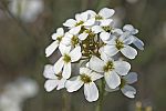 Cardamine pratensis