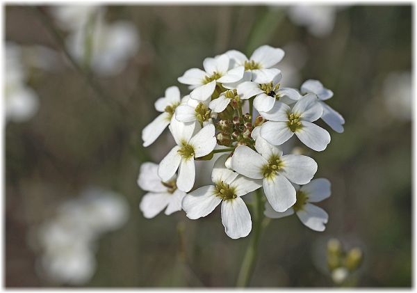 Cardamine pratensis