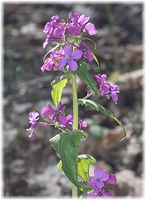 Lunaria annua