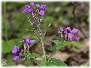 Lunaria annua