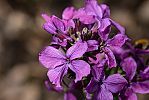 Lunaria annua