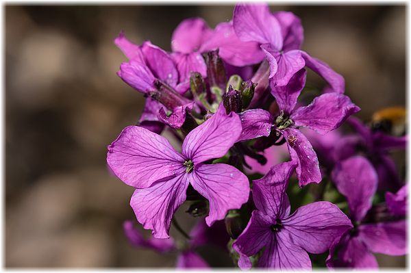 Lunaria annua