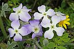 Matthiola sinuata