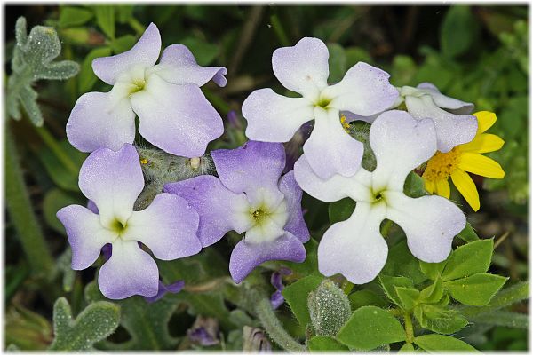 Matthiola sinuata