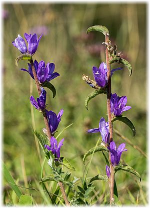 Campanula glomerata