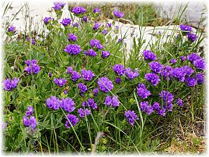 Campanula glomerata