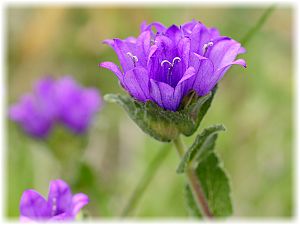 Campanula glomerata