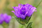 Campanula glomerata