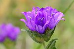 Campanula glomerata