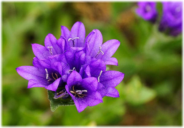 Campanula glomerata