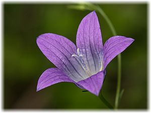 Campanula patula