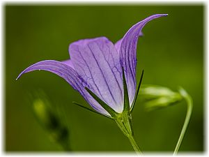 Campanula patula