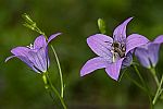 Campanula patula