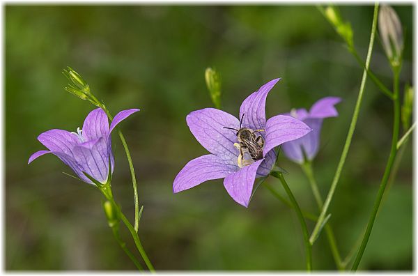 Campanula patula