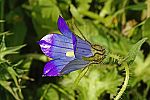 Campanula reuterana