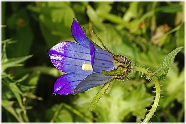 Campanula reuterana