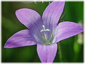 Campanula rotundifolio