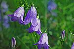 Campanula rotundifolio