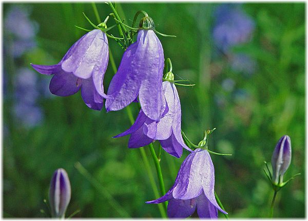 Campanula rotundifolio