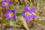 Campanula strigosa