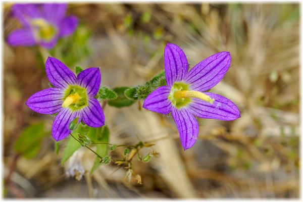 Campanula strigosa