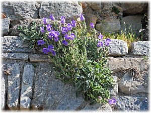 Campanula tomentosa