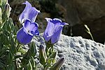 Campanula tomentosa