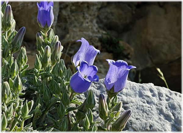 Campanula tomentosa